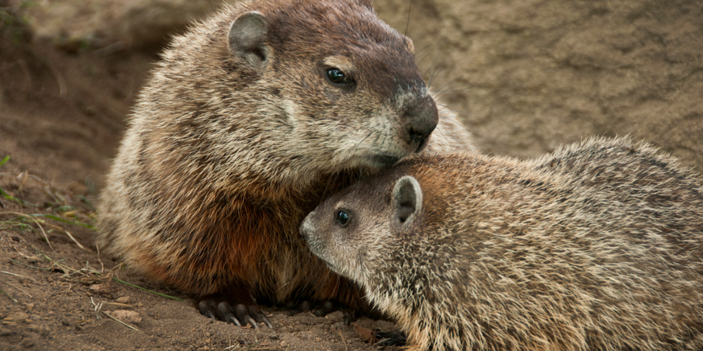USFWS's tweet photo. It's #GroundhogDay! Weather predictors or not, they do in fact emerge from dens in early February. 📷 @BrookhavenLab https://t.co/cy4FVZmuGT