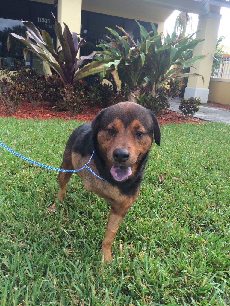 PouVetGroup's tweet image. No valentine? No problem! Buster needs a home and is an A+ cuddler for the perfect Netflix night in (305)-598-1425