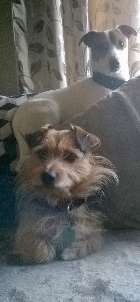 SusanNicholas10's tweet photo. Cooper and paddy#spoiltboys https://t.co/816jjNWxQP
