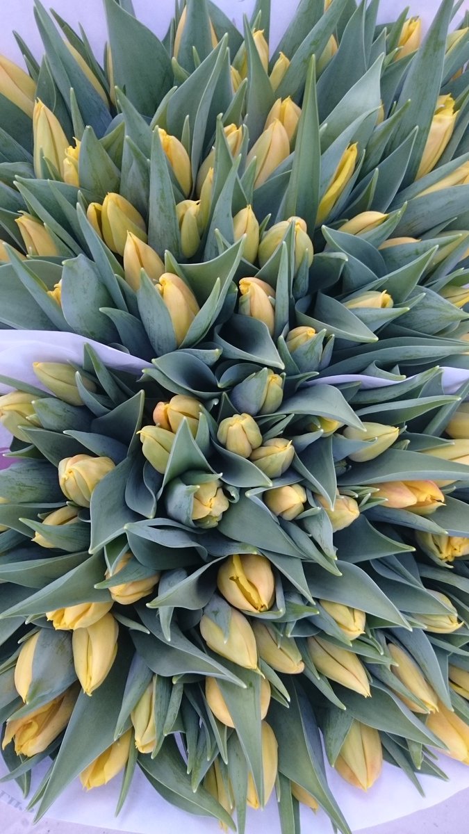 VOFBakkum's tweet image. #tulpentijd morgen @AlfredWinkelaar 50 gram zwaar Stuurloos super mooi