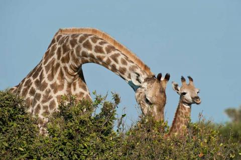 A tall story – how the giraffe got its neck bit.ly/1SAXKL6 #ExploreZambezi