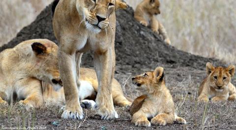 Recovery of a lion stronghold bit.ly/1SATeMT #ExploreZambezi