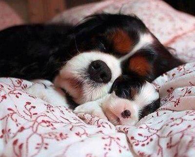 BestDog_Food's tweet photo. True Doggie Love heart emoticon heart emoticon 
#Freshpet  #Pets #Petlovers https://t.co/bXmIKIPsFl