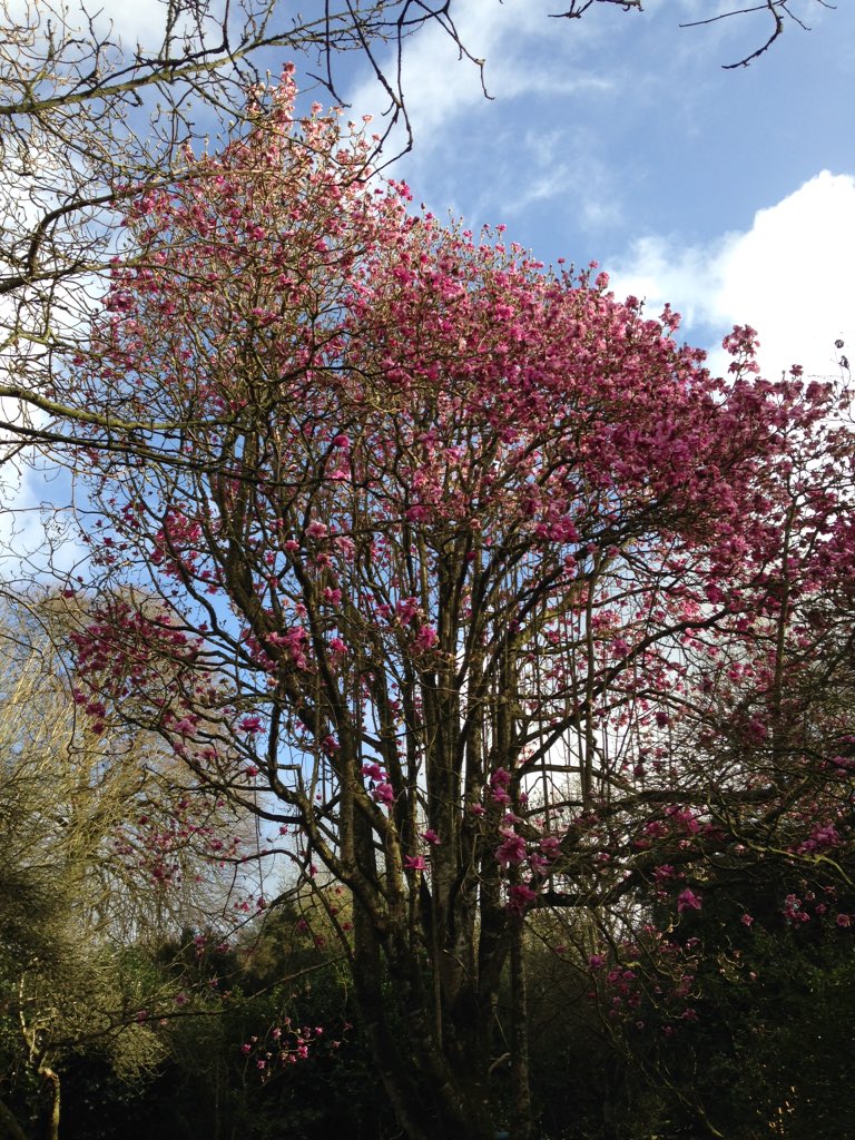 Trewidden Garden tweet media