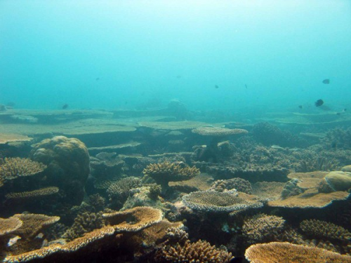 BIOTECH_SI's tweet photo. Proteínas de arrecifes de coral contra el VIH https://t.co/RDrDGbQzcB https://t.co/4FXGudnOsh