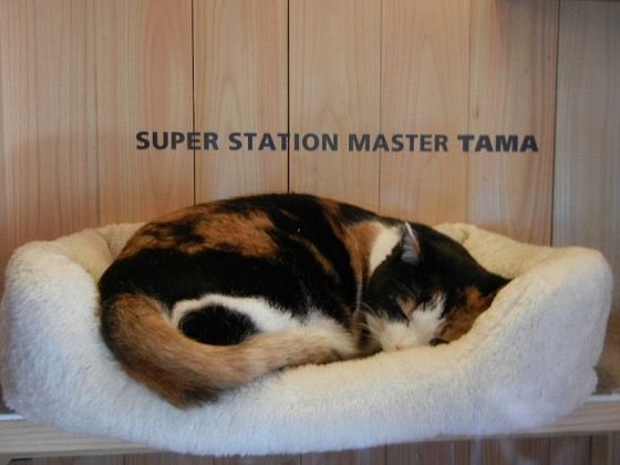 japan3xclusive's tweet image. Do you remember #StationMaster #Tana at Kishi Station #Kinokawa ?
#たま  #紀の川市 #calicocat #cute