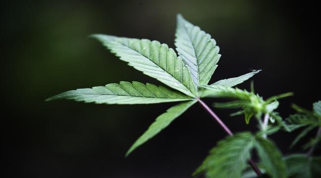 20Minutes's tweet image. Bordeaux: De la prison ferme pour 2 Girondins arrêtés à Biarritz avec 48 kilos de cannabis bit.ly/23GfPws