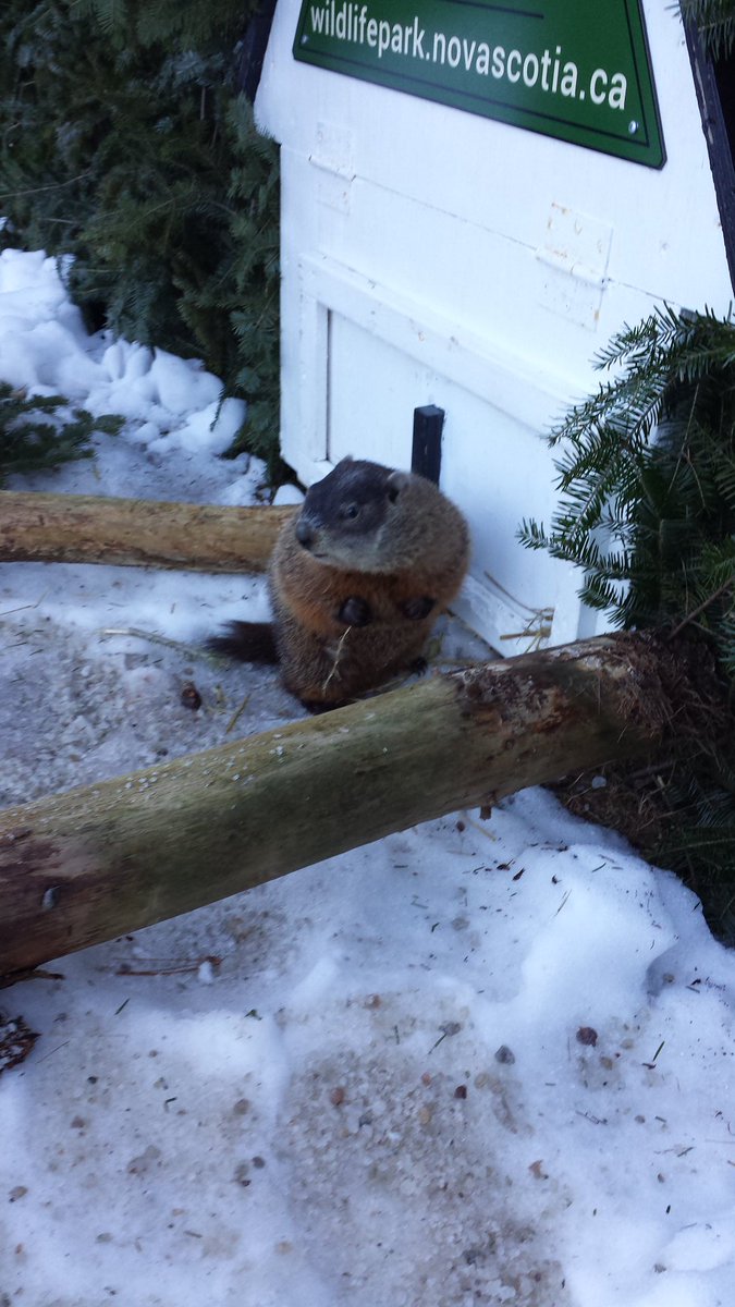 ShubenacadieSam's tweet photo. No Shadow!  #GroundhogDay *Sam https://t.co/ZLsakj5Cwm