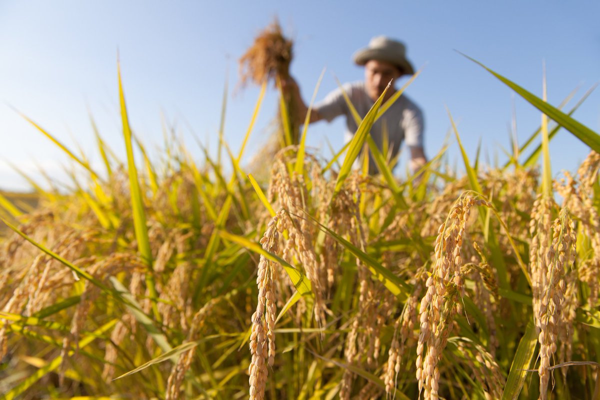 LegacoopN's tweet photo. #Agricoltura, le #cooperative battono l'#industria per crescita https://t.co/gfmRxoc6gd https://t.co/ugz3zjW9uS