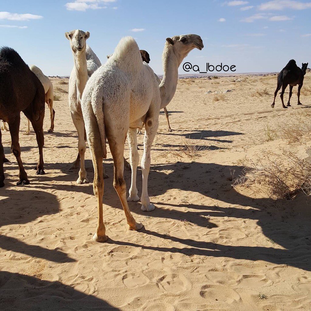 من اخر مشتريات
الامير فهد بن سلطان بن عبدالعزيز ال سعود