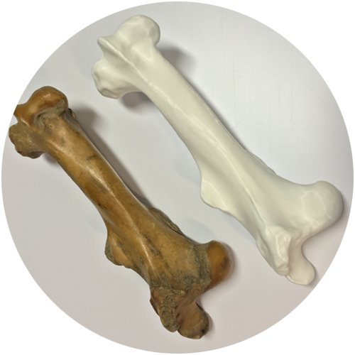 builder3Dprint's tweet photo. BLOG 2: 3D printed this bone on the Big Builde\r. #bigbuilder #builder3dprinters #3Dprinted https://t.co/jcvVMV2MgG https://t.co/TvJ1I1UPPv