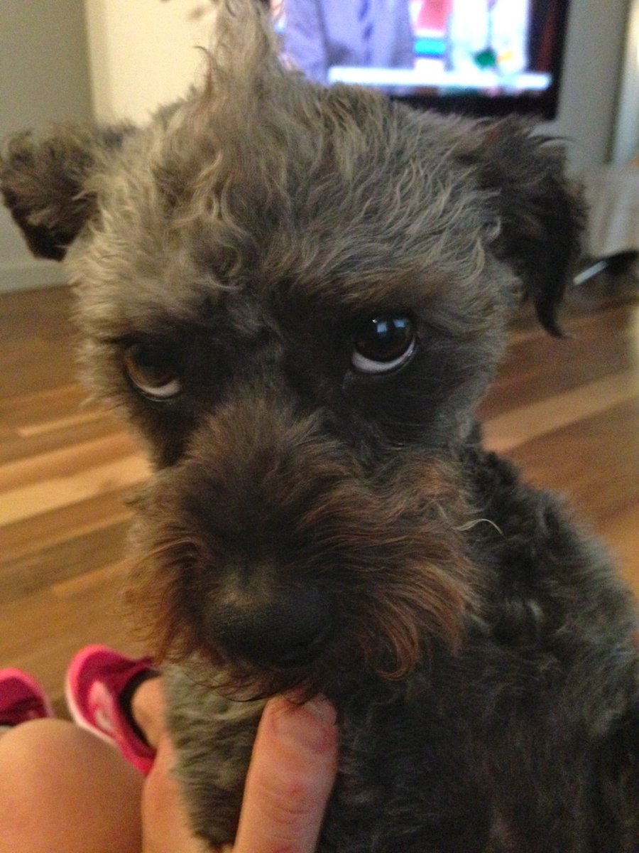 DwightThePup's tweet photo. The Dude likes my creepy eyes in this pic, what do you think? #dwightthepup  #cutedog #mohawk #doghawk #cute #cutest https://t.co/R23J10f8kx