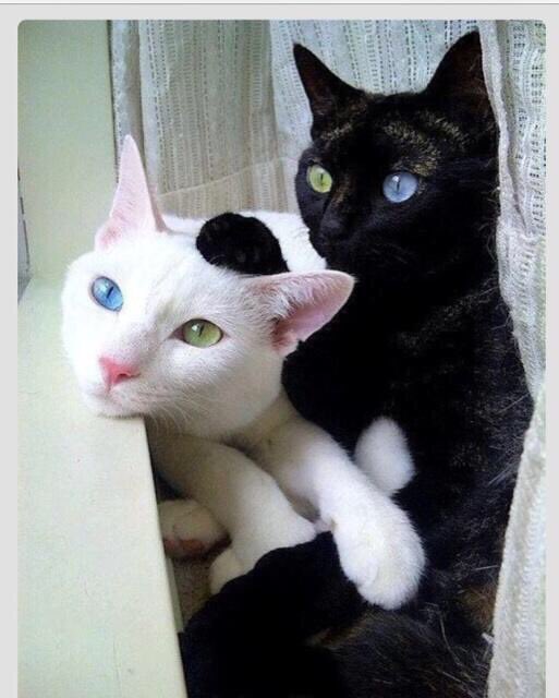O Xrhsths 三 Sto Twitter オッドアイ かっこいい 青い目の黒猫さん飼いたい T Co U6lolimm1m Twitter