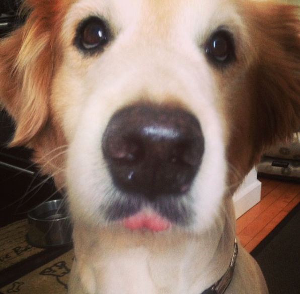 lovedogprod's tweet photo. #TongueoutTuesday Bowie the LoveDog https://t.co/tLH2NxdiJj
