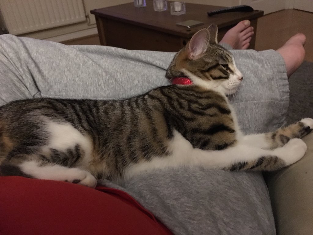 TigerBluebell's tweet photo. Comfy kitty https://t.co/RQcHhR3IJO