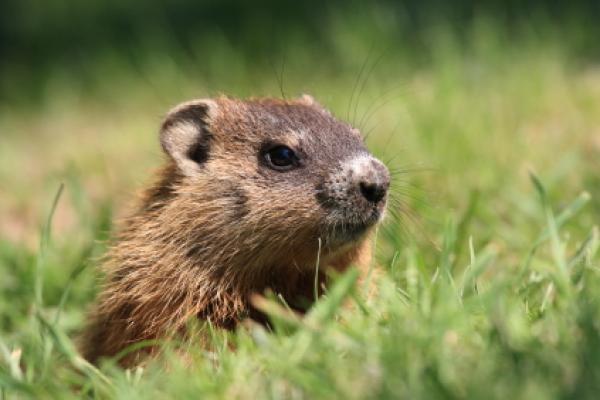 Here's Hoping Punxsutawney Phil is right about spring coming! #GroundhogDay