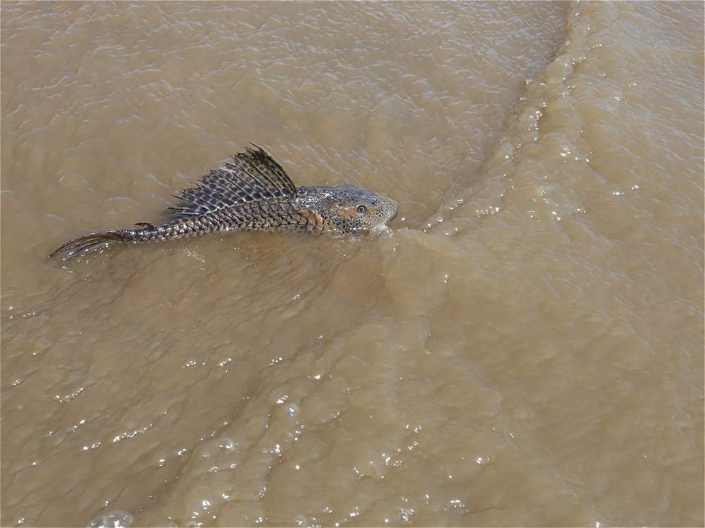 Deanews_'s tweet image. Iimágenes que deja la sequía en el Lago Calima facebook.com/notes/jose-ale…