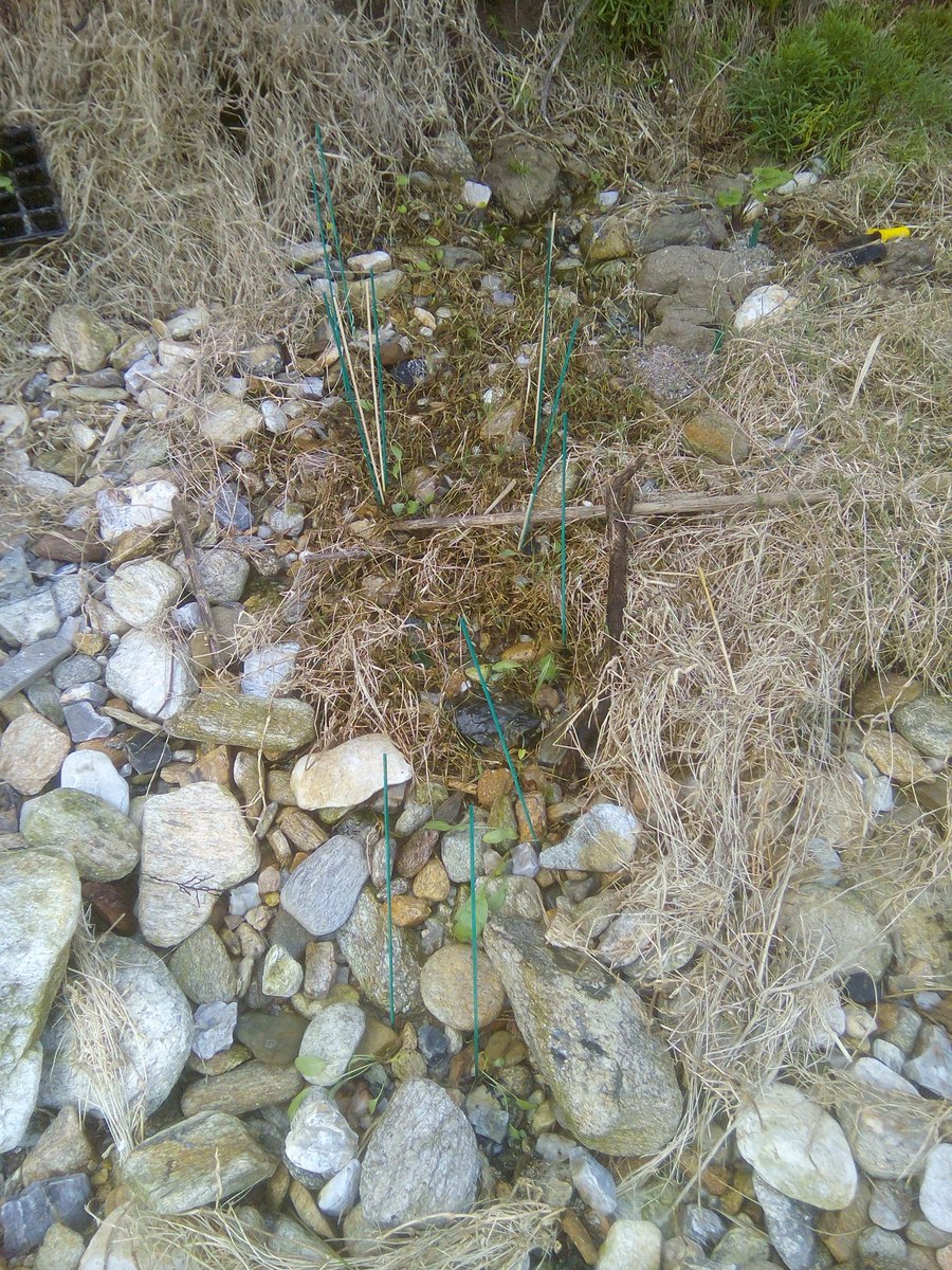 Roi Carballal tweet media