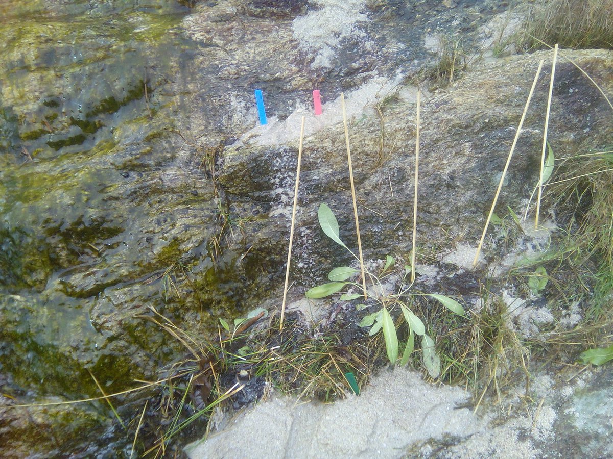 Catro núcleos para a reintroducción dunha planta ameazada na Illa de Ons con <a href="/FBiodiversidad/">Fundación Biodiversidad</a> e #illasatlánticas