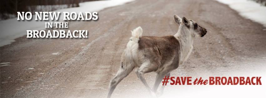 Boreal_Nick's tweet photo. After the #GreatBearRainforest, time to #SaveTheBroadback. The fight continues in the boreal https://t.co/h47IaDhYTM https://t.co/9ULTR3YcNw