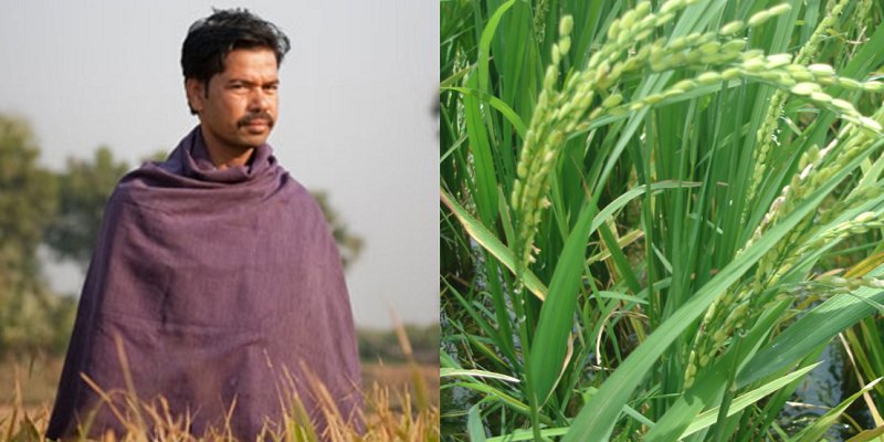 _SocialStory's tweet photo. This #farmer from #Bihar is growing world record amounts of rice, the #Organic way
https://t.co/A5hMKGTkSl https://t.co/H4DYwgOcDl