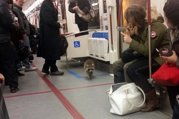blogTO's tweet photo. A raccoon took a ride on the #TTC subway this morning https://t.co/sjSP6o4qUD https://t.co/evAq7ebf1L