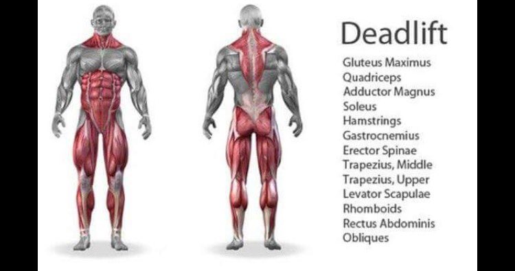APH_pt's tweet photo. One of my favourite exercises the deadlift 😬 @RyanJokThomson https://t.co/U5rWMWatuZ