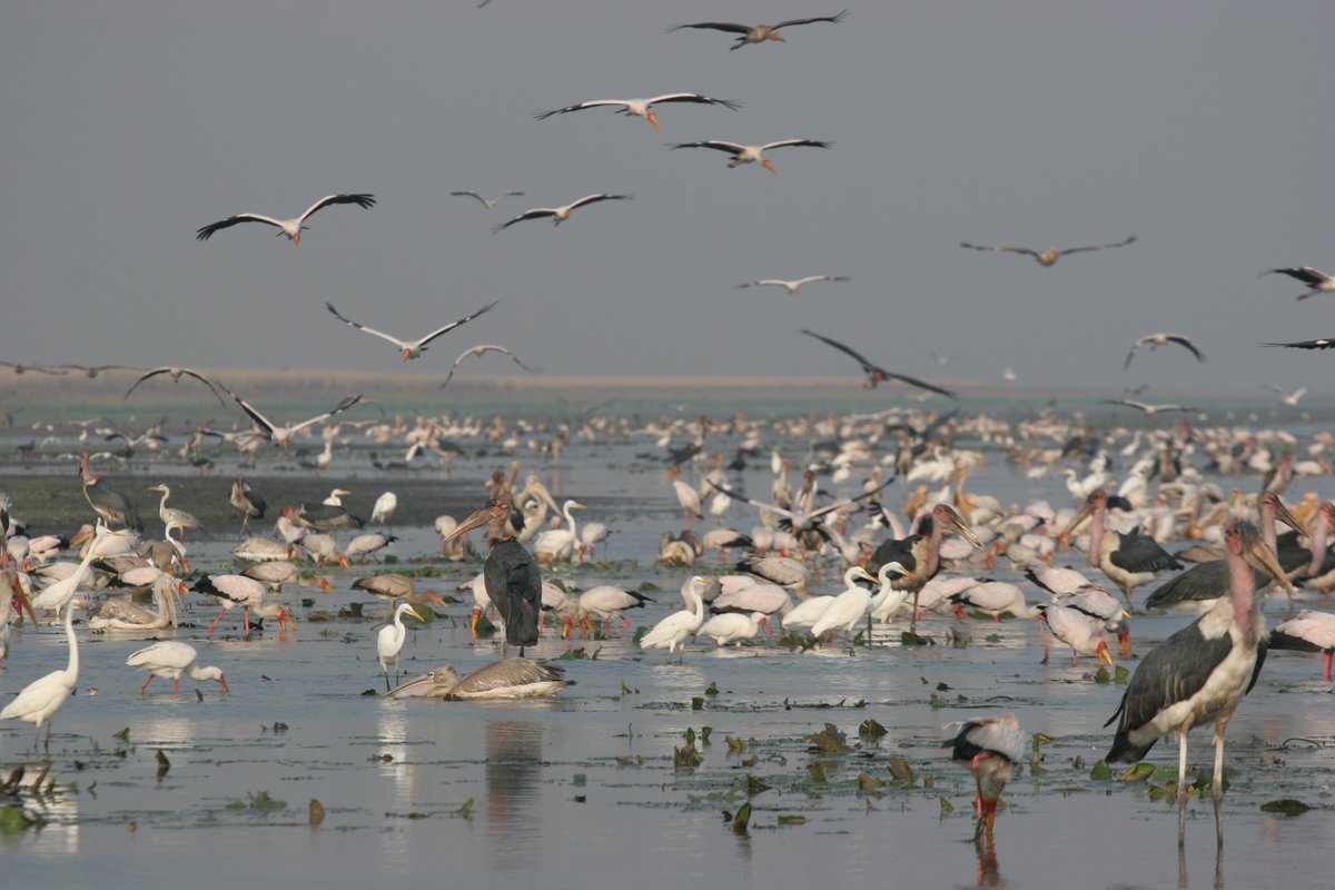 today is #WorldWetlandsDay! A chance to celebrate the amazing biodiversity supported by these magical places...
