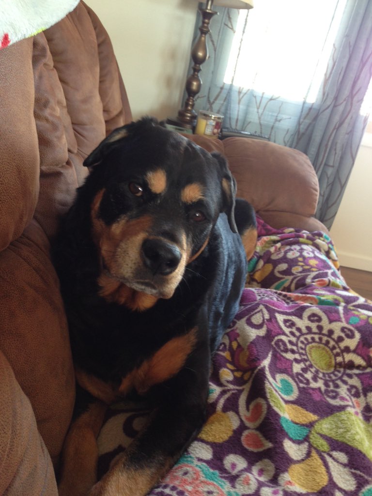 LandJim's tweet photo. Going to miss you girl.  We had a lot of fun times together.   See you on the other side some day. 🐾 https://t.co/zFAUGfueAp