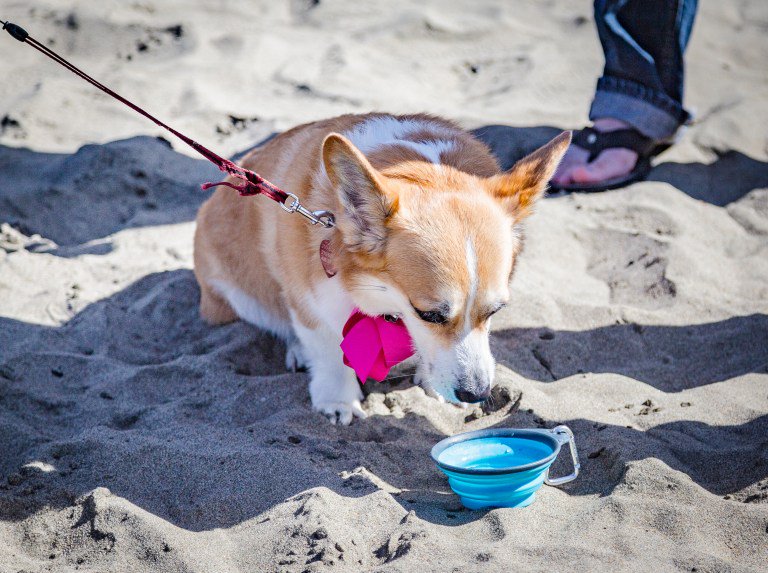 Don't forget your favorite pup this #ValentinesDay ! Make them some #homemade #dogtreats sweetteasweetie.com/homemade-dog-t…