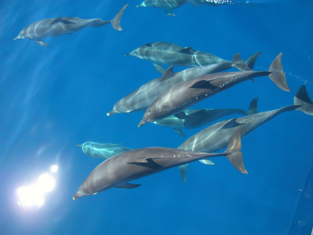 LsCatamarans's tweet photo. #Sail with us and get a chance to meet #Dolphins at their home #Azores #IsletDiscover https://t.co/iJBScubCSE https://t.co/zK1r6h4Q2v