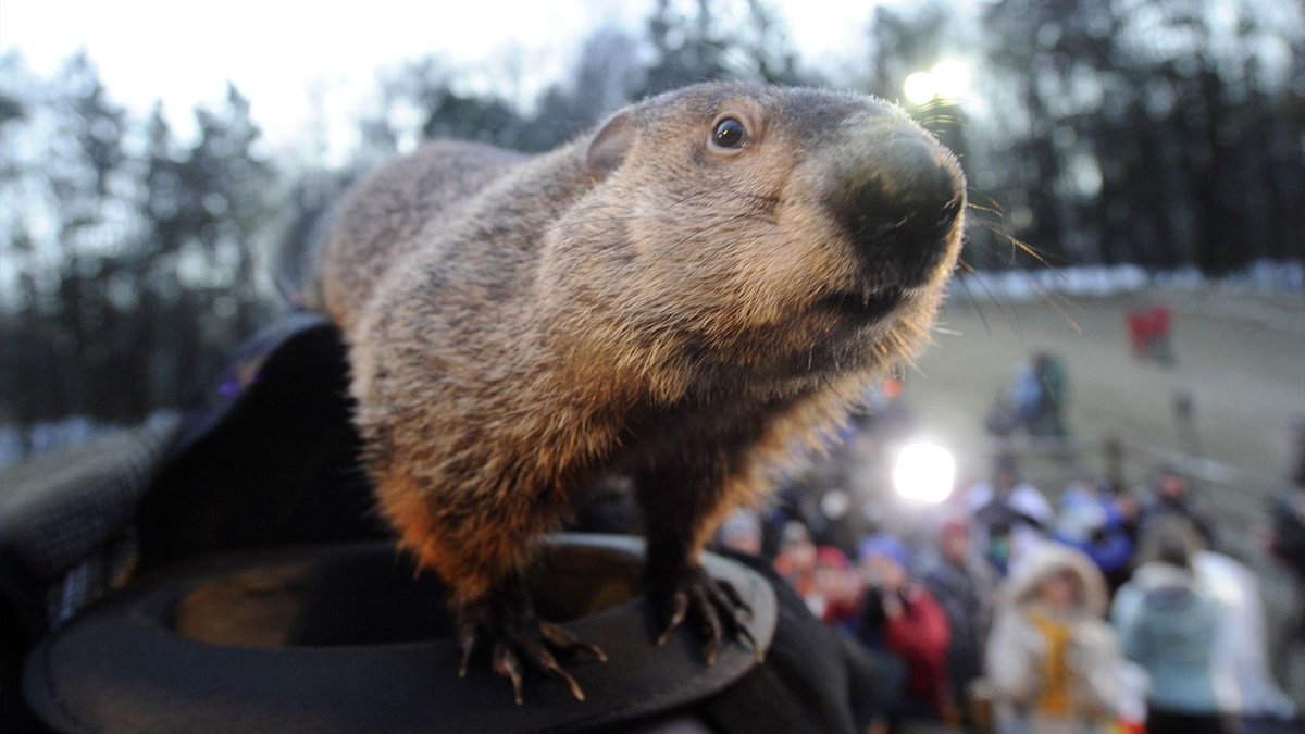 TheOnion's tweet photo. Depressed Groundhog Sees Shadow Of Rodent He Once Was https://t.co/4BzZoC9dmH https://t.co/9mWWNSeaxq