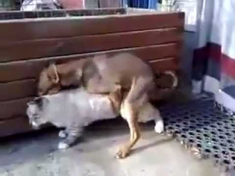 Dog and Cat has real Sex!! 