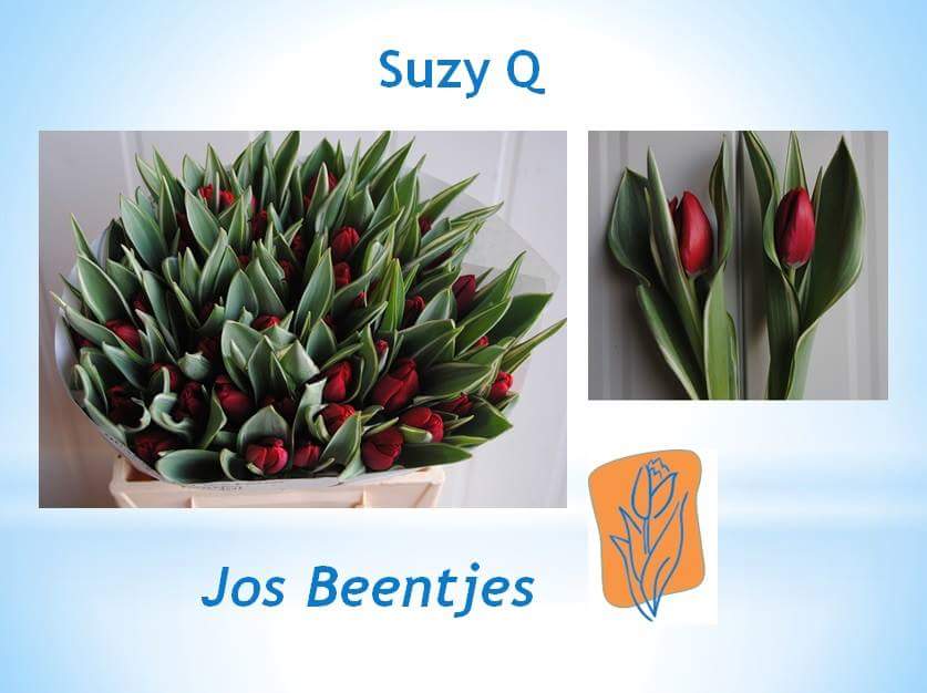 JcmVof's tweet photo. Tulipa Suzy Q. Weer volop aangevoerd @FloraHolland Aalsmeer. https://t.co/A4Cj5EvRzV