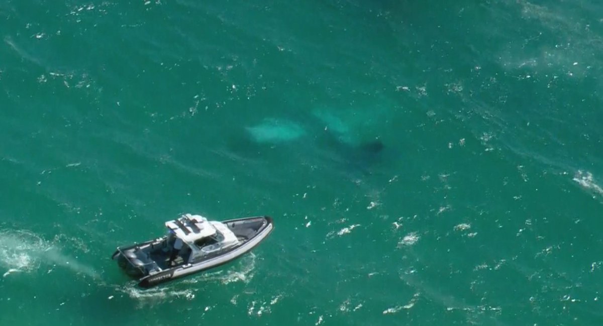 WATCH LIVE Plane crashes off Haulover Beach, no injuries reported bit.ly/1TAfGGG?utm_me… https://t.co/oS3NhH8Cos