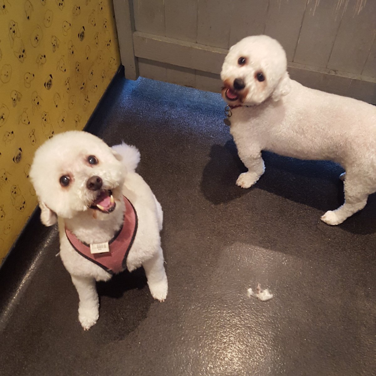 FunkyDogsE4's tweet image. 2 of our regulars. #regularcustomer #doglove #dogsoftwitter
