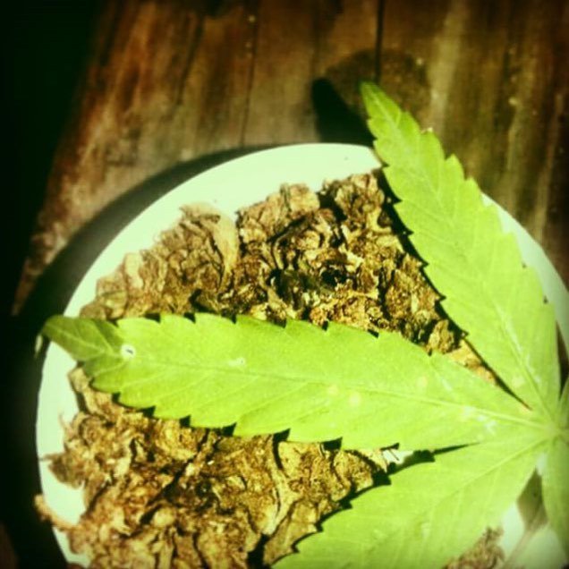 applejuice14431's tweet photo. #weedmontana #stoner #stoners #dabs #cannabis #weeds #weedlover #weedevent #blunt #bong #ganja #weedmontana #weed #… https://t.co/BrXMrz22uG