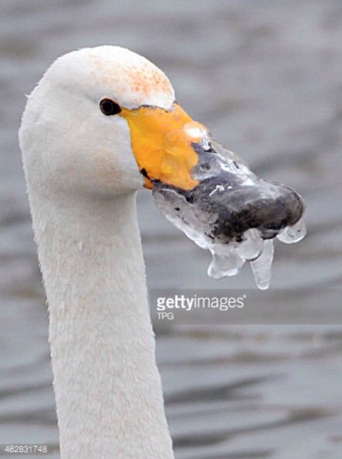 soynormalvale's tweet photo. cuando masticas un chicle de menta y bebes agua después https://t.co/dsoZ0Wx247