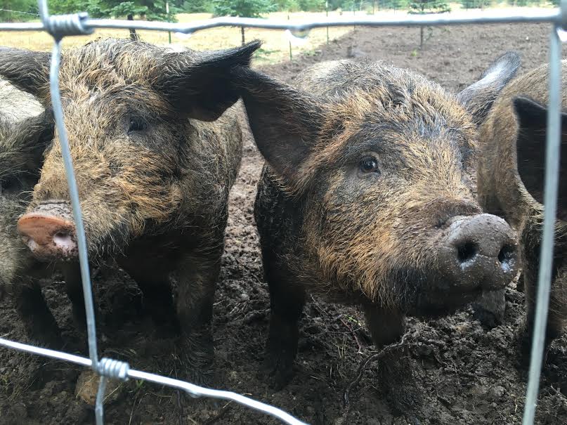 In pork news: Hitchcock’s Brendan McGill is breeding Mangalitsa pigs on Bainbridge Island. bit.ly/1UGO9lk