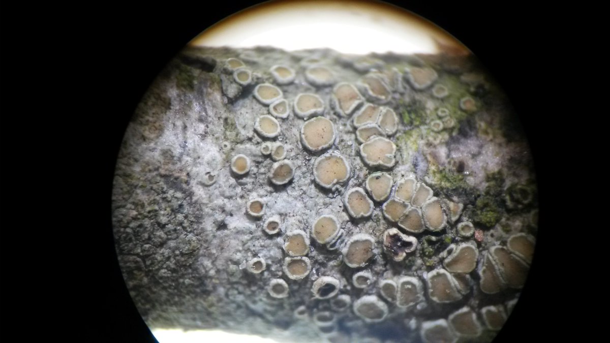 R_D_Mansfield's tweet photo. Looking at two forms of lichen apothecia today. Lecanorine and lecideine #MscSISS https://t.co/l39q5qV9oa