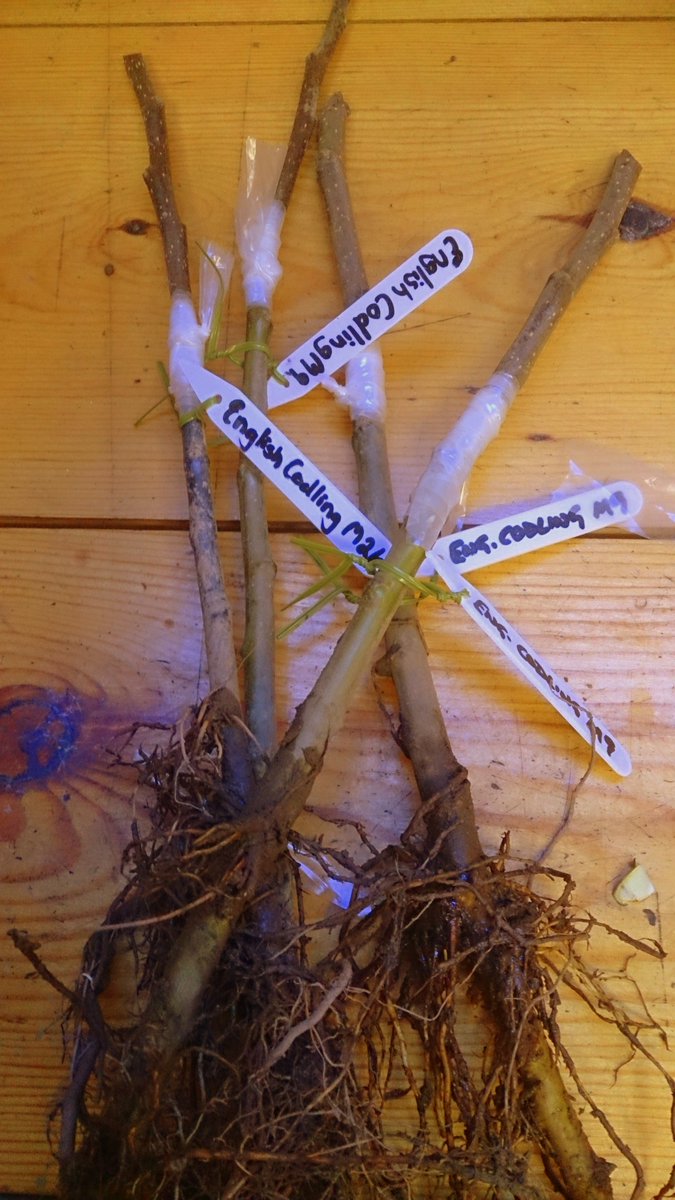 CoedenFachTrees's tweet photo. Today we grafted 48 apple trees! Why not have a go yourself on Sat 14th Feb? https://t.co/YQ524oZItV https://t.co/EBWfQNNCx9