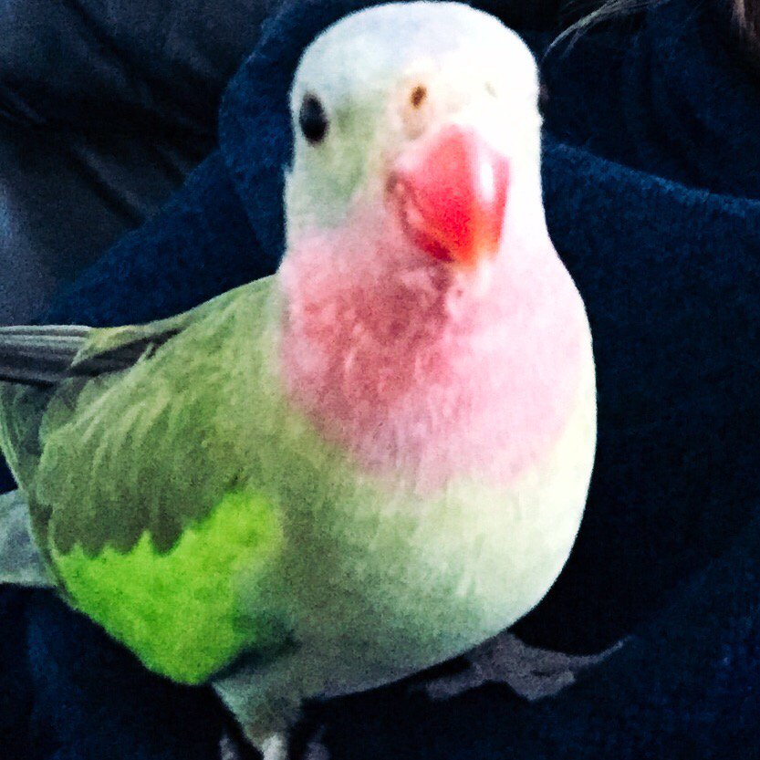 cilmaloney's tweet image. 2. So colourful #fms_colourful #fmsphotoaday #littlemomentsapp our bird Cully ❤️