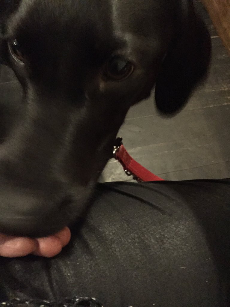 missbonniedog's tweet image. Doing my best to taste the delicious Yorkshire Board @StewBoston #iamlab