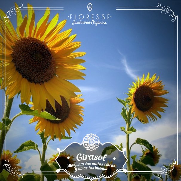FloresseMaria's tweet photo. Cultiva tus propias plantas!!         El girasol ahuyenta las malas vibras! https://t.co/DxnC01R7OG