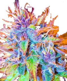 420plantlife's tweet photo. #CreateLab5 https://t.co/pttHMSLXtv @CreateLab5 https://t.co/lUjH3S0i1u https://t.co/CkK1GTjnS0 #420PlantLife https://t.co/OaCEKvUIxc