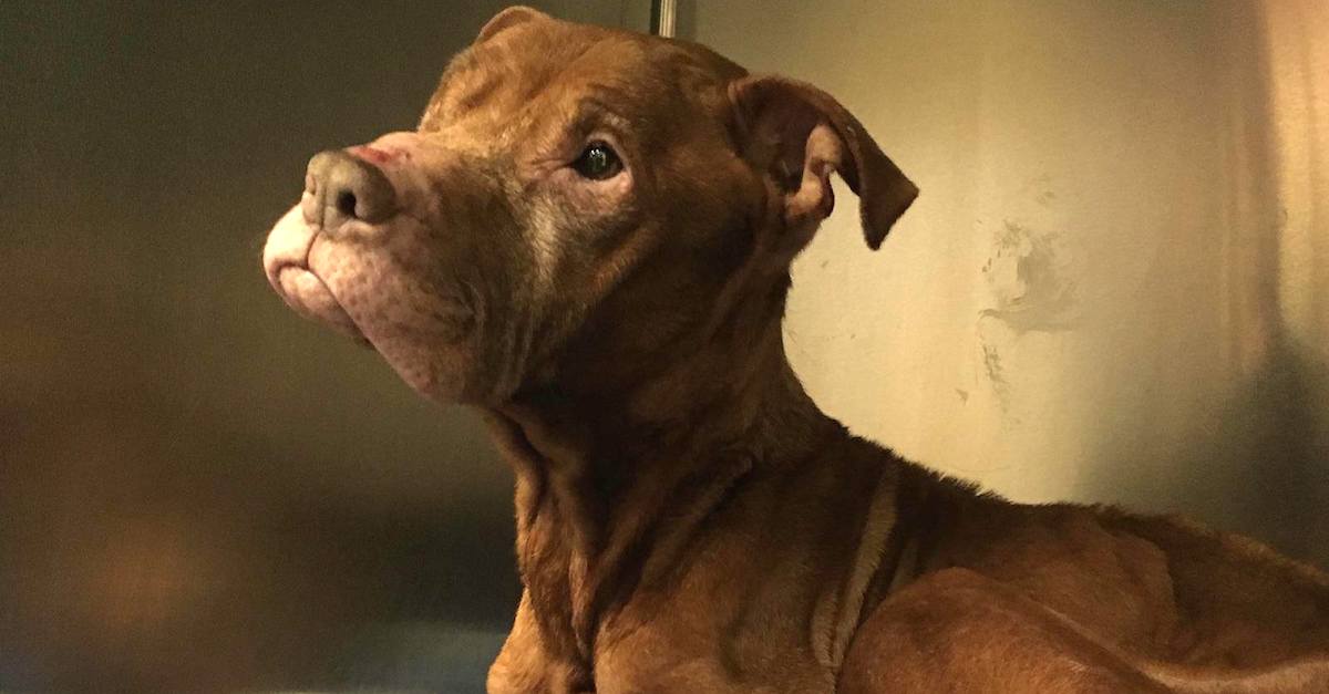 After Spending Her Life In A Cage, The Dying Dog Got To Live Out Her "Bucket List" dlvr.it/KNsyhC