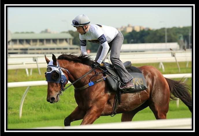 MylesKayem's tweet photo. Excited to watch #darkeyes go around! #hopefullywinning @chrislawrence04 @brentonavdulla @GaiWaterhouse1 https://t.co/Ig2Q2Aecx7