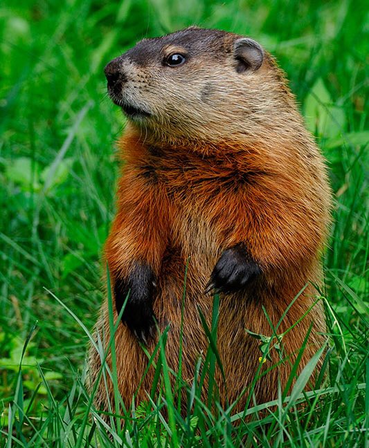 RealBenBailey's tweet photo. Does anybody know if the woodchuck saw his asshole or not? https://t.co/FhSir7t156