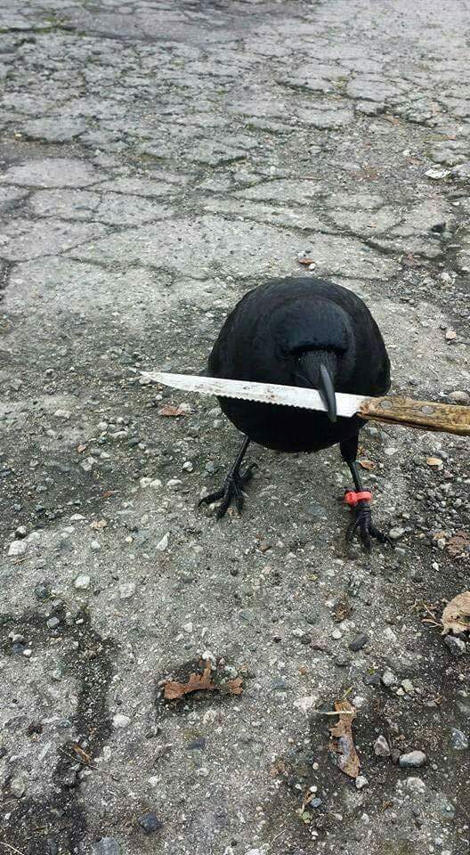 hoopyhound1888's tweet photo. #corby the only town you see a bird carrying a blade and wearing a tag.
#thugcrow https://t.co/MUs1dDdfoc