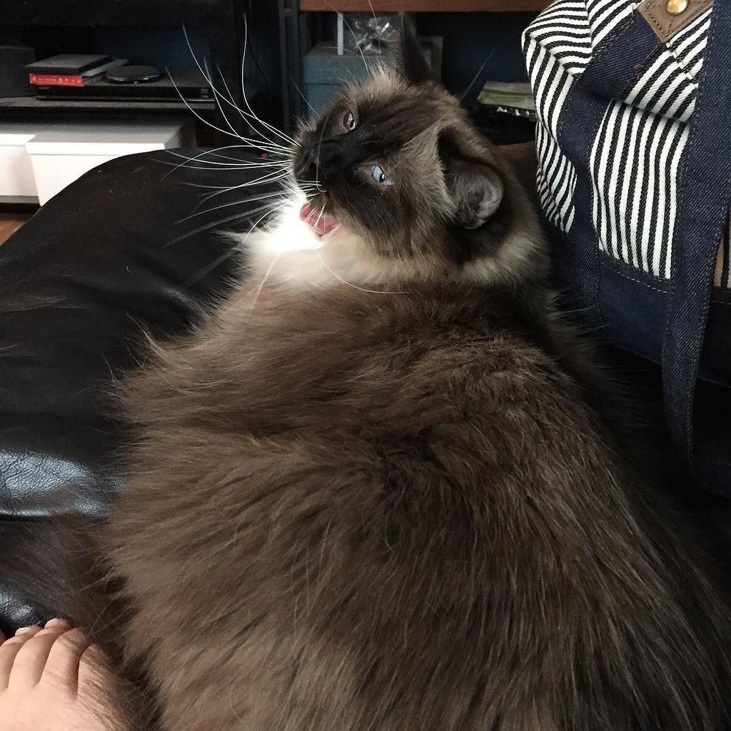 Chatchatcatcat's tweet photo. Toe warmer. ​#ragdoll #ragdolls #ragdollsofinstagram #ragdollcat #pets #meow #meowandwoof #igkitty #instakitty #ins… https://t.co/ewdtVXRhoa